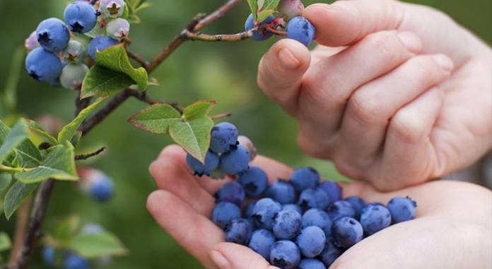 ritec-blueberries-mexico-2021|ritec-nutritec-fertirriego-arandanos|ritec-nutritec-fertirriego-arandano